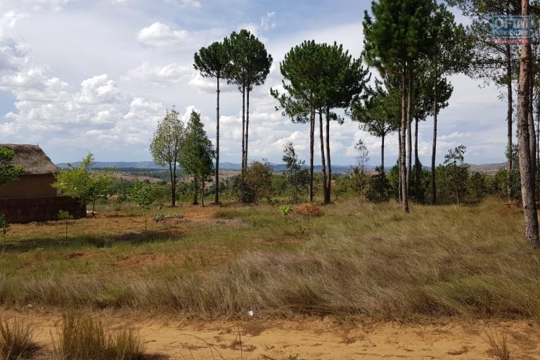 Beau terrain de 1Ha  54a 72 ca exposé plein Ouest à Rangaina Ilafy- Antananarivo