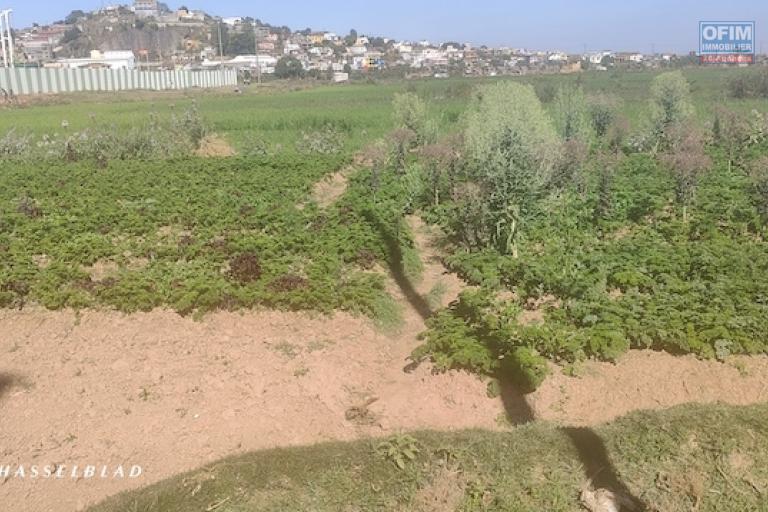 A vendre terrain de 1000 M2 à Andranomena contact 0340244301 MR Lova