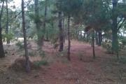 A vendre, un terrain de 4HA, arboré avec deux bâtis, en bord de route à Manandriana Ifasy - Antananarivo