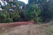 A vendre, un terrain de 4HA, arboré avec deux bâtis, en bord de route à Manandriana Ifasy - Antananarivo