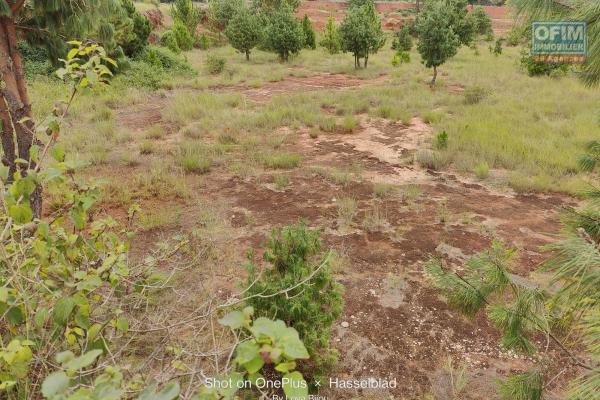 Beau terrain arboré plat de 1500M2 à ambohimarina ivato