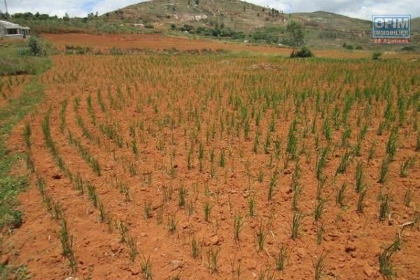 Terrain  a vendre 2340 m2 a ambohijanaka antsahamasina